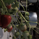 Image for article titled Strawberry-Pickin' Robot Only Picks the Red Berries